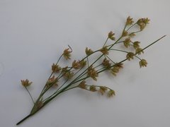 Juncus capensis