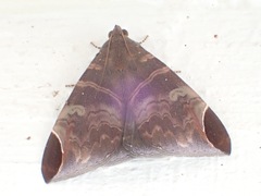 Pindara illibata