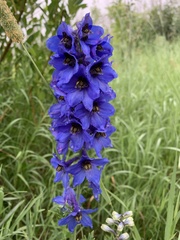 Delphinium cultorum