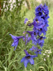 Delphinium cultorum
