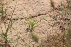 Carex stenophylla