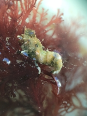 Spirontocaris prionota