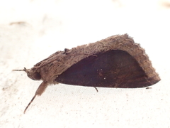 Ercheia