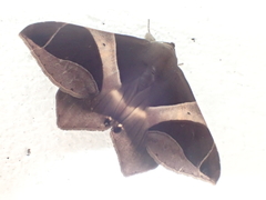 Poaphilini