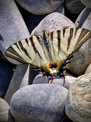 Iphiclides podalirius