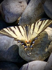 Iphiclides podalirius