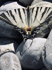 Iphiclides podalirius