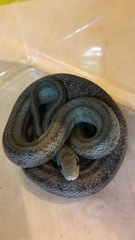Pantherophis bairdi