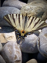 Iphiclides podalirius