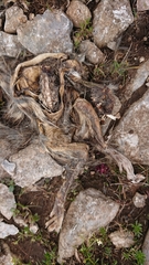 Marmota marmota