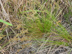 Juncus capensis