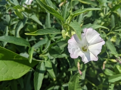 Convolvulus arvensis