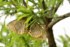 Arsenura polyodonta