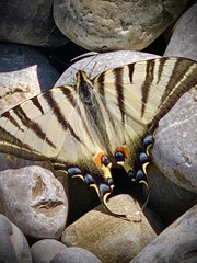 Iphiclides podalirius