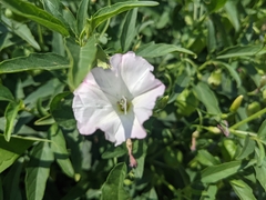 Convolvulus arvensis