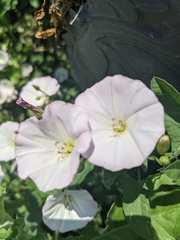 Convolvulus arvensis