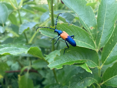 Desmocerus palliatus