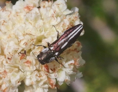 Agrilus blandus