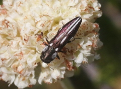 Agrilus blandus