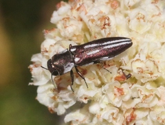 Agrilus blandus