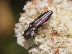 Agrilus blandus