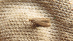 Coleophorinae