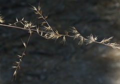 Festuca microstachys