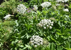 Heracleum sphondylium pyrenaicum