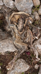Marmota marmota
