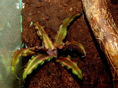 Cryptanthus bivittatus