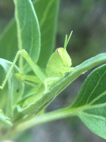 photo of Gray Bird Grasshopper (Schistocerca nitens)