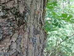 Hipparchia volgensis