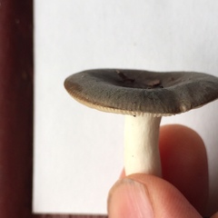 Russula modesta