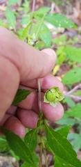 Jaltomata procumbens