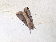 Ercheia