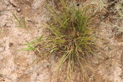 Carex secalina