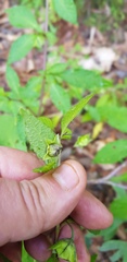 Jaltomata procumbens