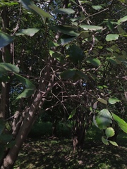 Hedlundia takhtajanii