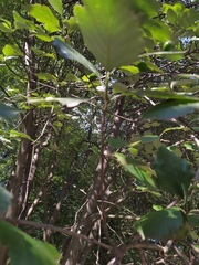 Hedlundia takhtajanii