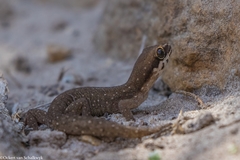 Pachydactylus geitje