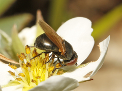 Chrysosyrphus latus