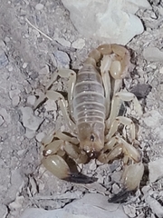 Anuroctonus phaiodactylus