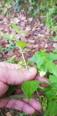 Jaltomata procumbens