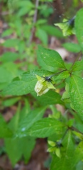 Jaltomata procumbens