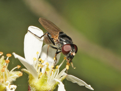 Chrysosyrphus latus