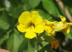 Diplacus clevelandii