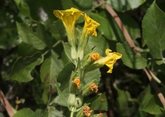 Diplacus clevelandii