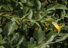 Diplacus clevelandii