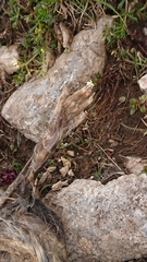 Marmota marmota