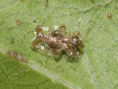 Corythucha incurvata